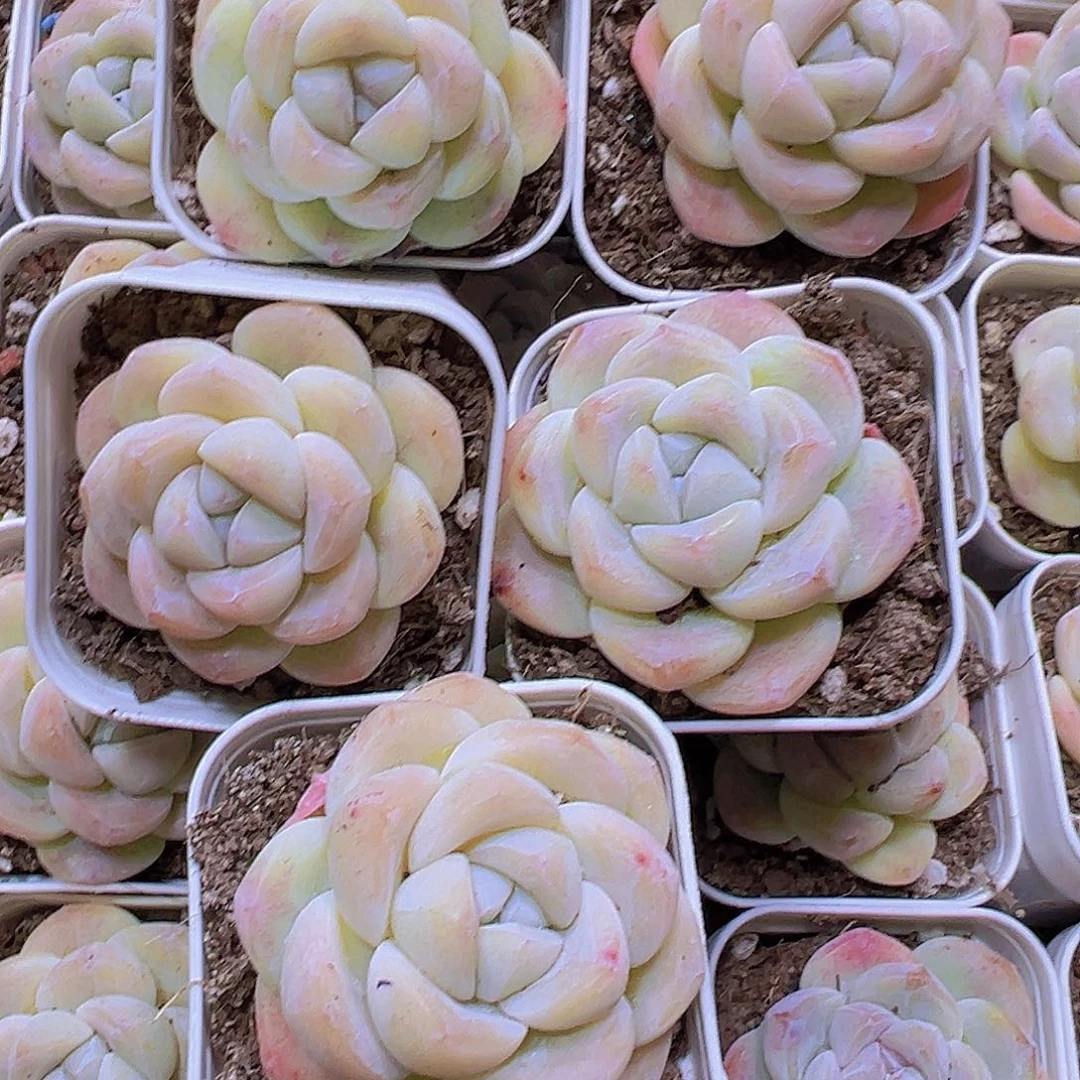 奶冰带盆带土19包邮