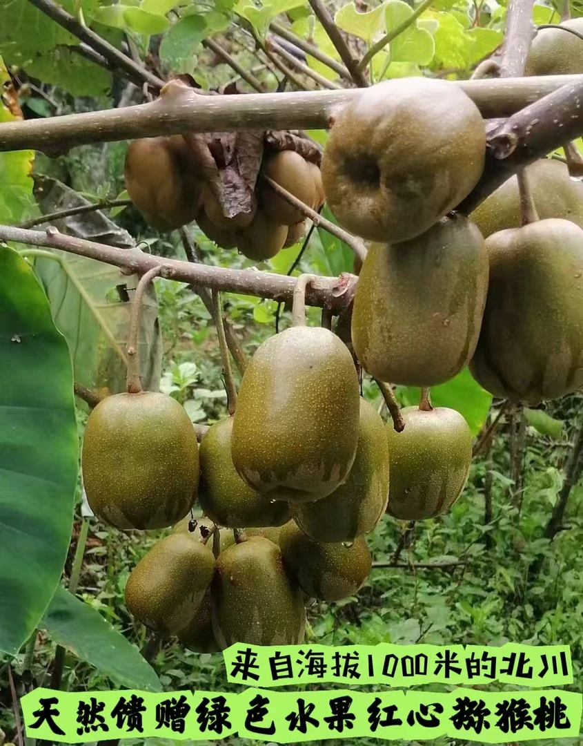 红心猕猴桃 产自四川北川海拔1000米山林红心猕猴桃  绿色水果