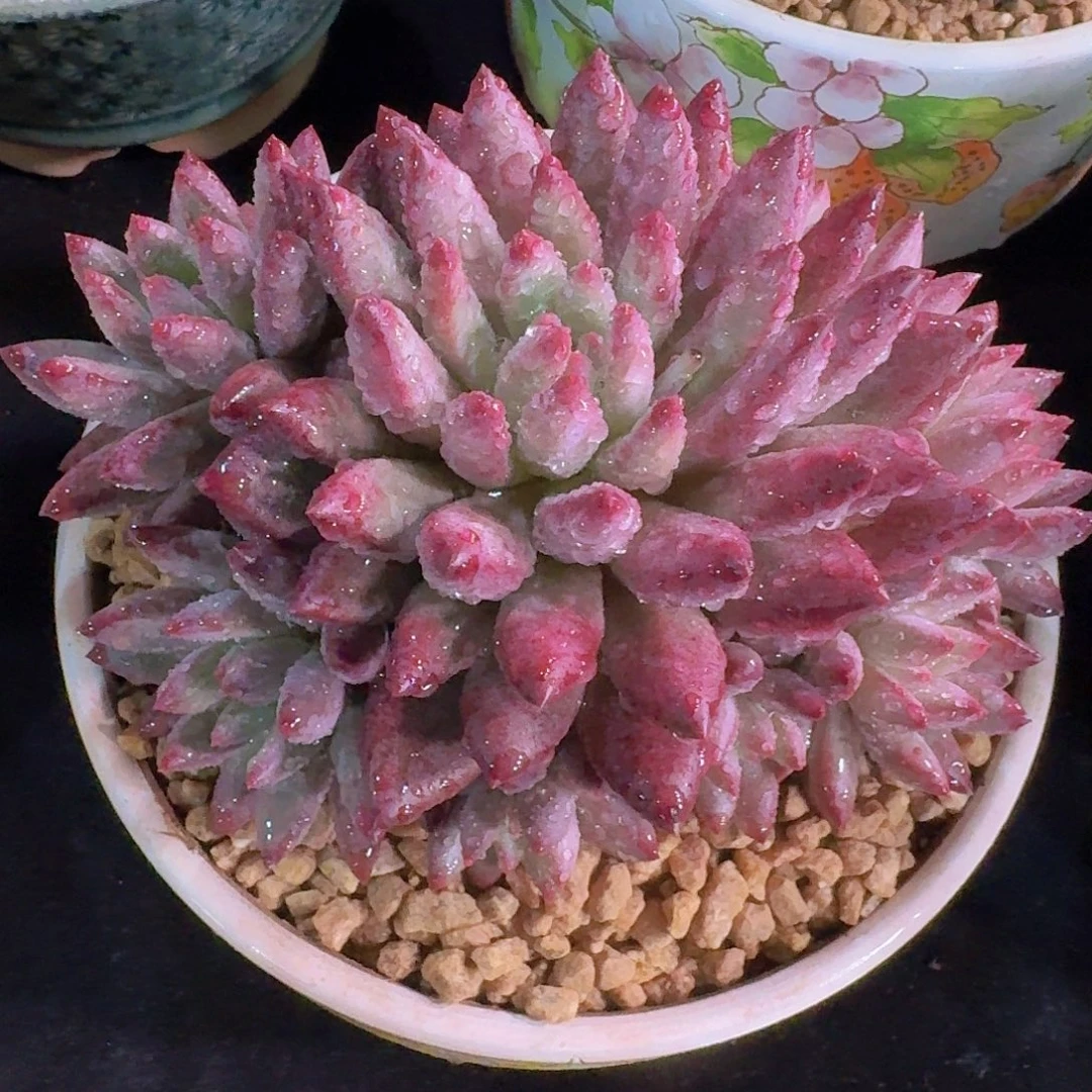 紫体虞美人多肉一物一拍