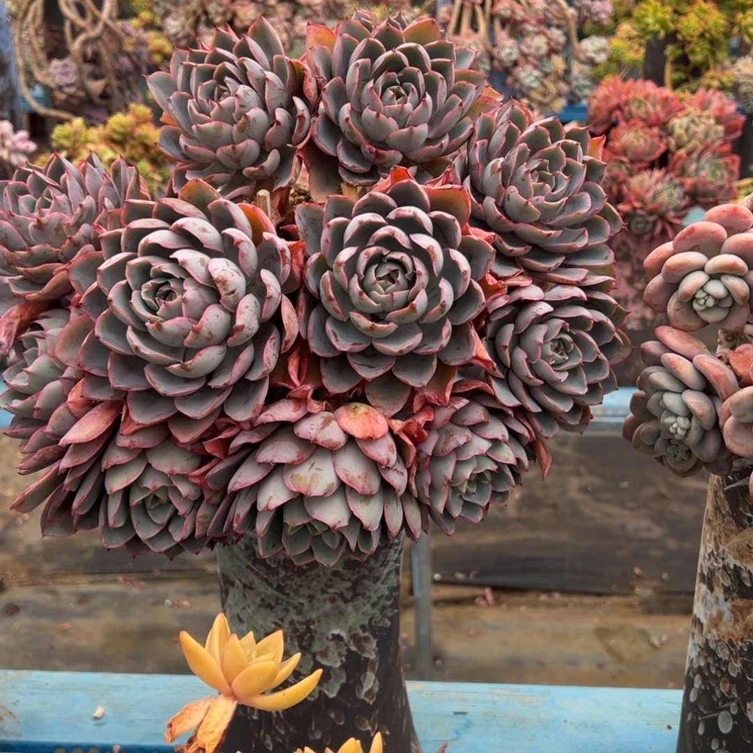 露养老桩悬崖赫拉