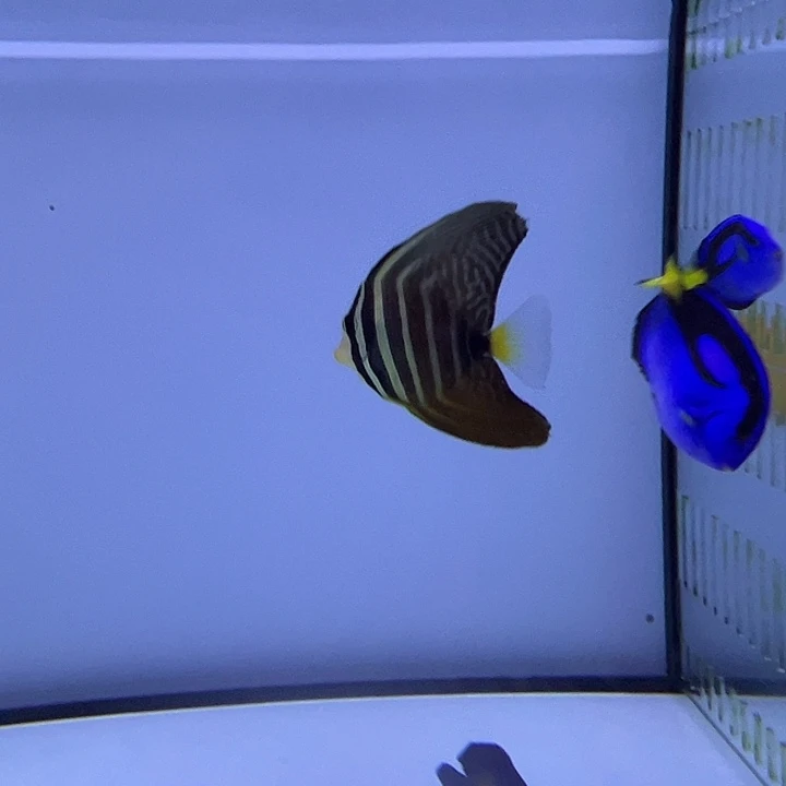 海水鱼大凡吊7cm+