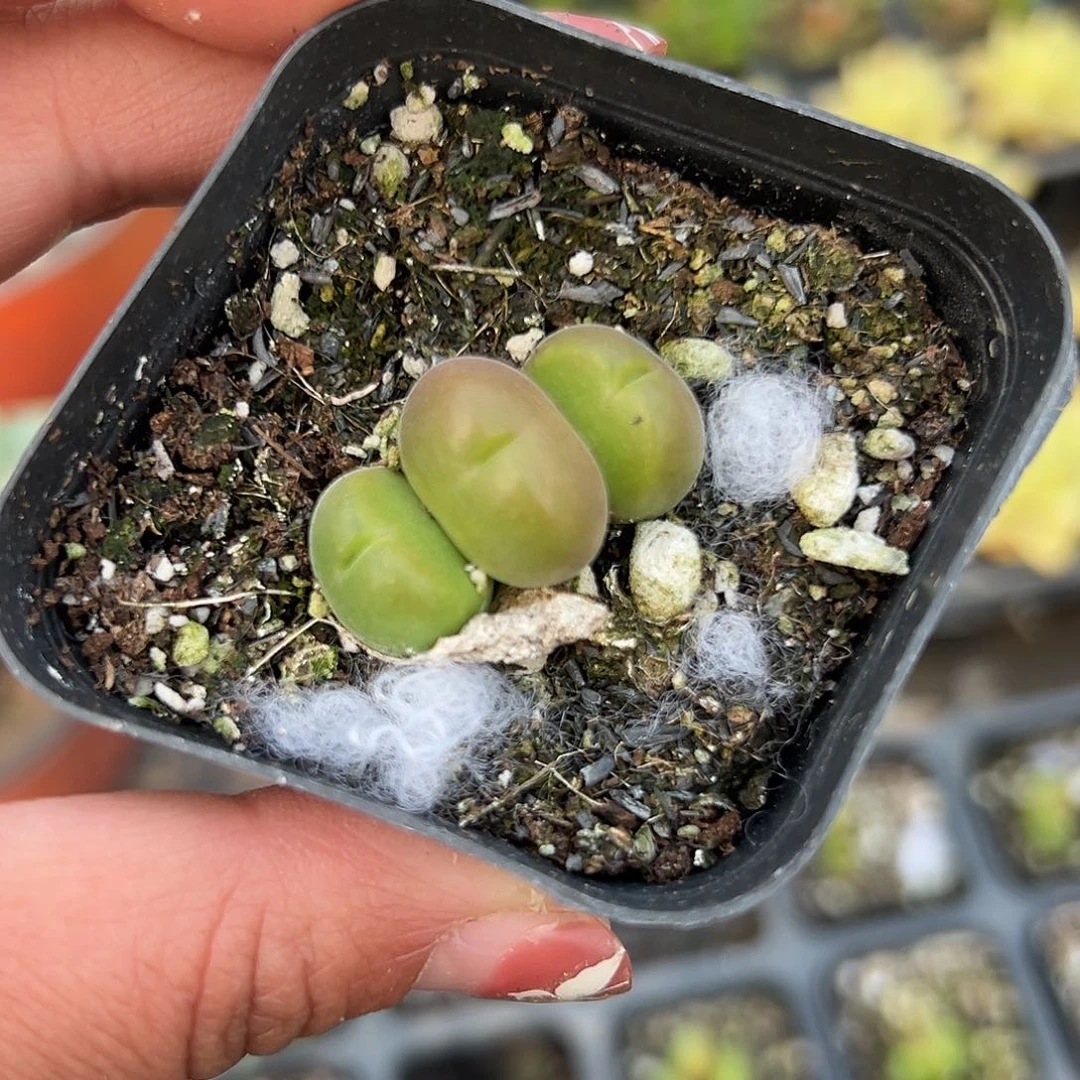 多肉植物毛翠堤开花