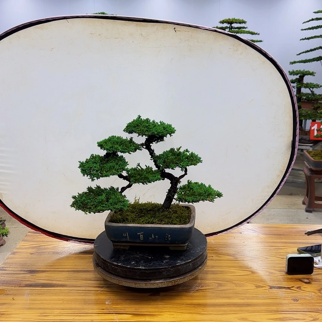 无花朵盆景直播间一物一拍