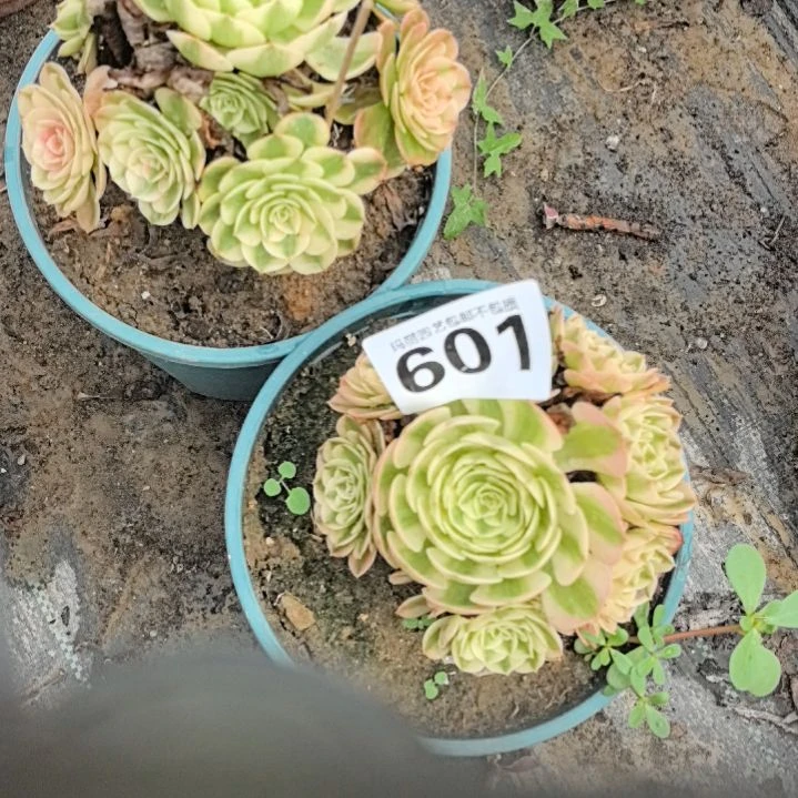 601荔枝花花花2-2