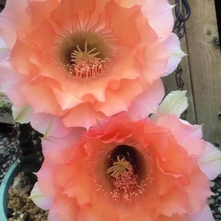 睡美人侧芽4公分左右彩草