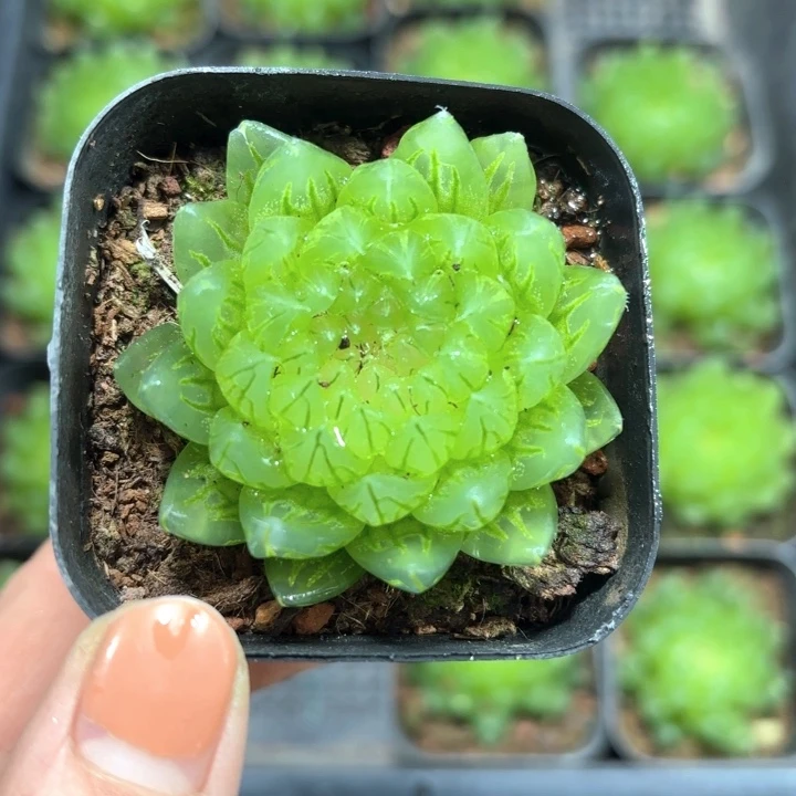 樱变女神多肉植物