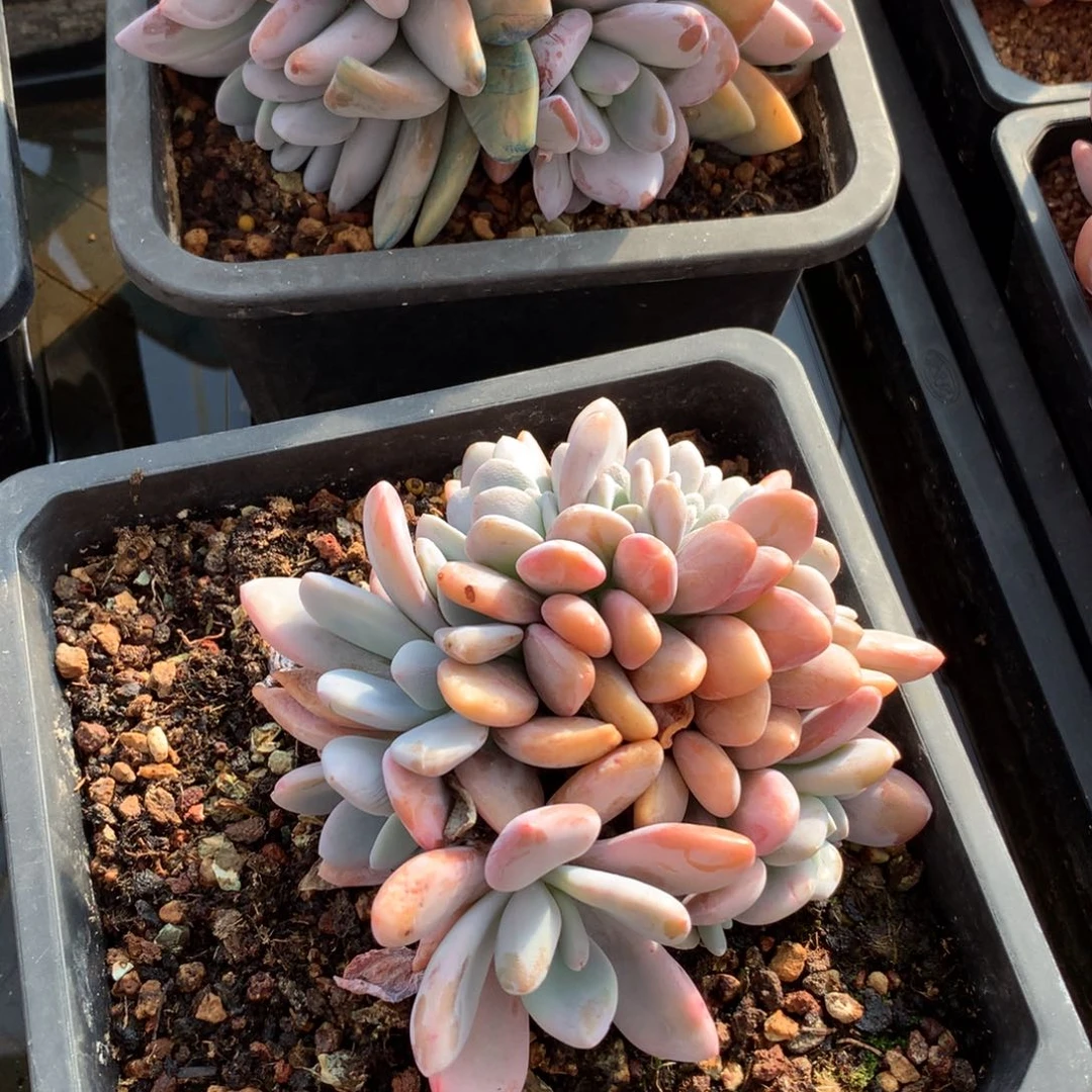 多肉植物 一物一拍