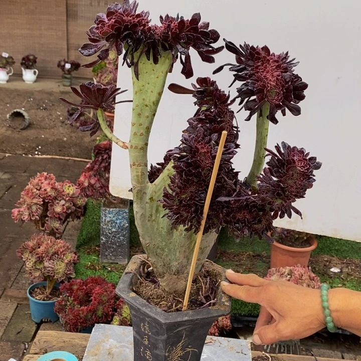 348号黑法师缀化多肉