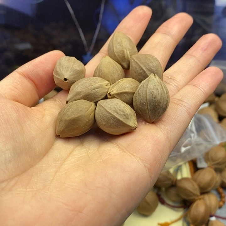 橄榄核手串/手链手串1.6-2.3