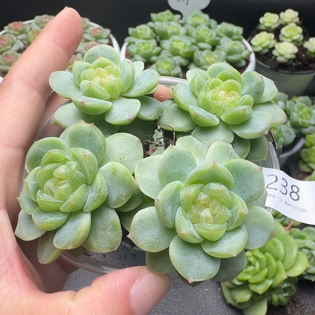 一物一拍一组904-238