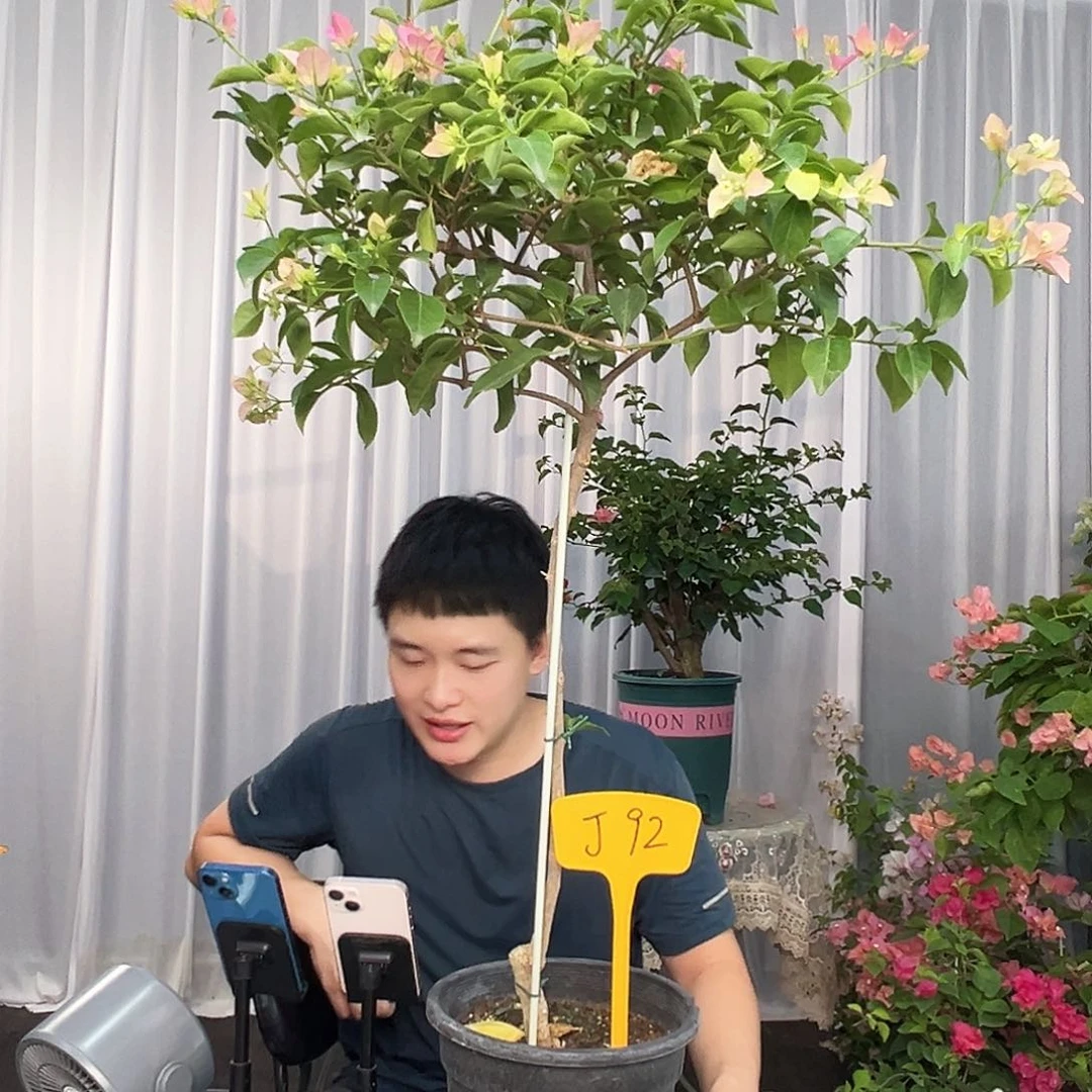 小***草大部分开放少量花苞J92卡亚塔