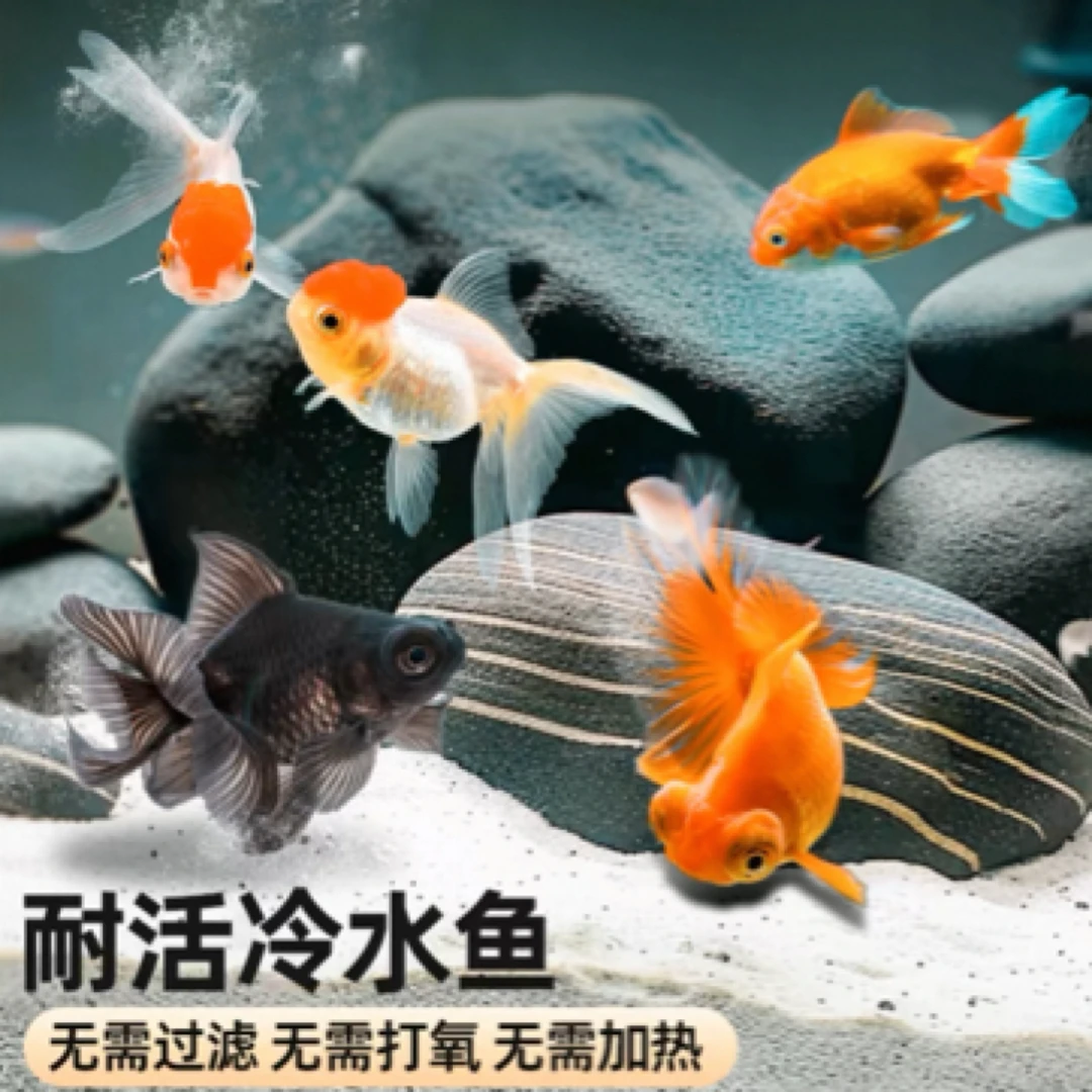 精品超萌宠物 国粹金鱼11条 好养8-10公分包邮 随机混搭不指定