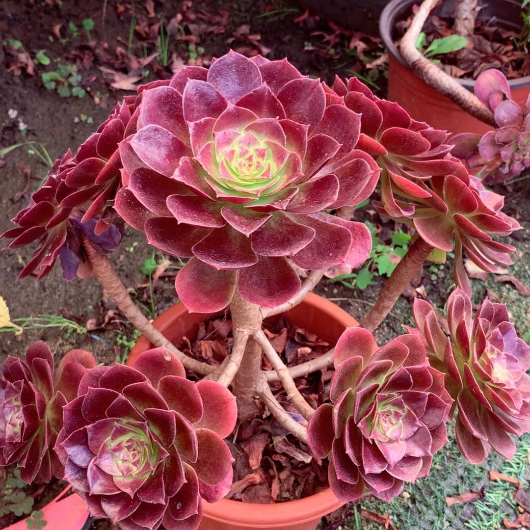 赤焰莲，两颗包邮的