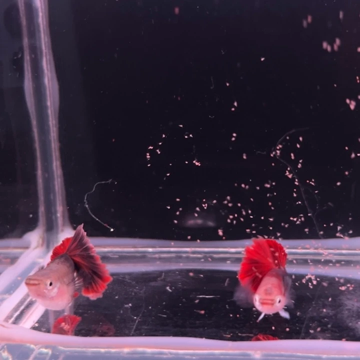 孔雀鱼爆绒折扇1对