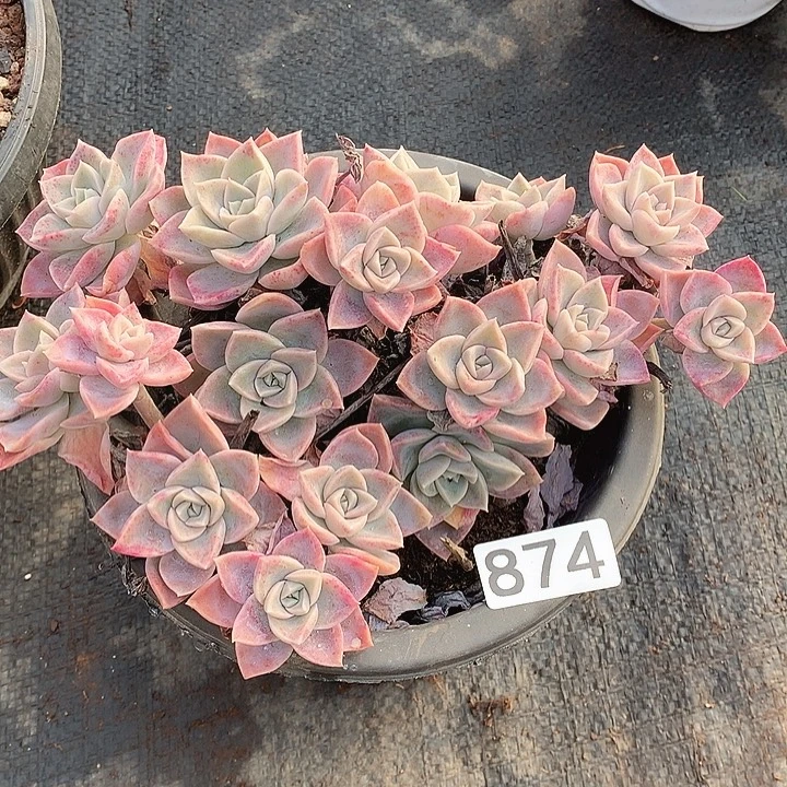 874哈利一物一拍多肉