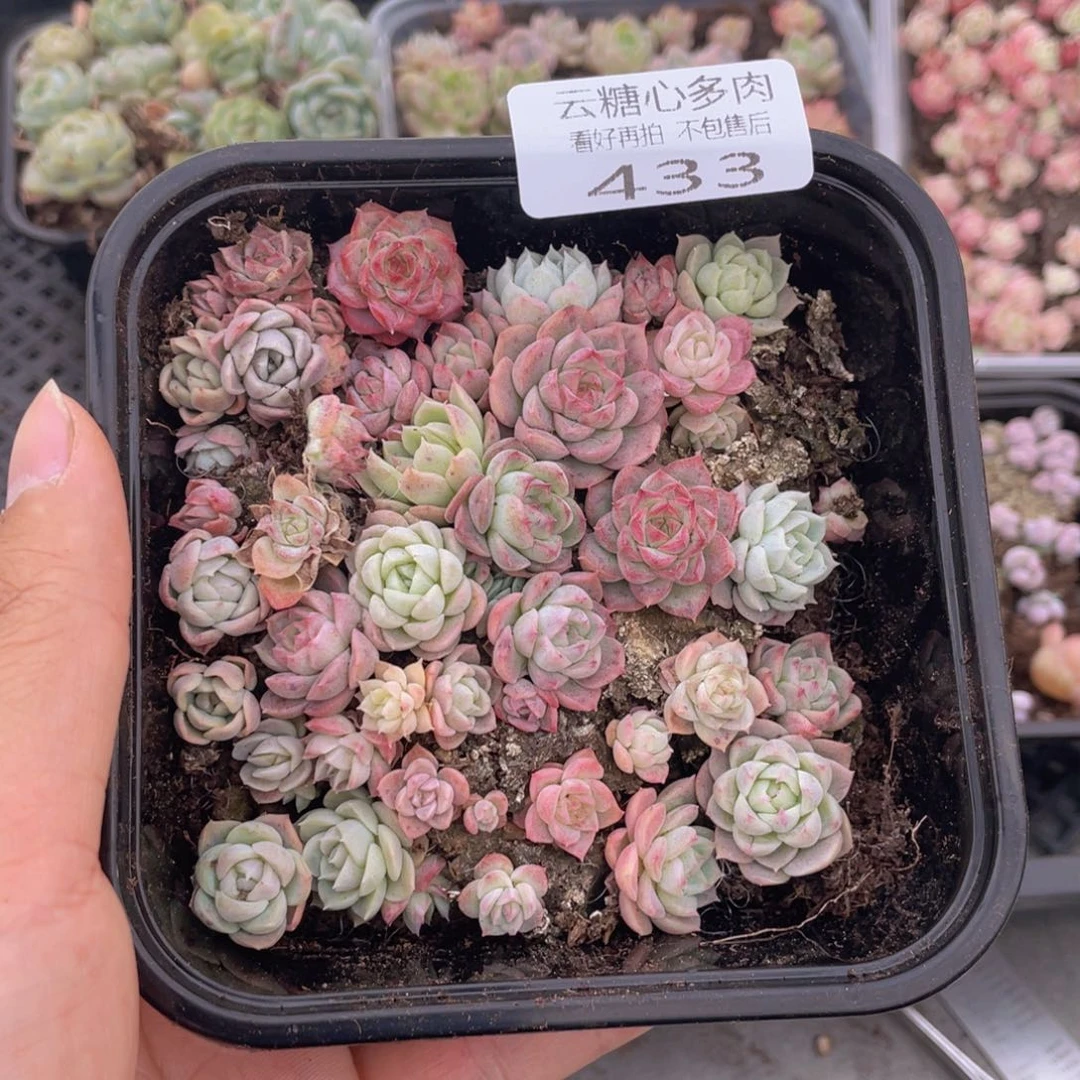 云糖心多肉植物433