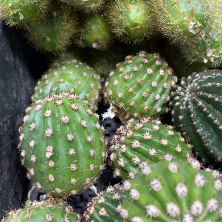 超级杏毛花住侧芽一个
