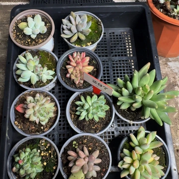 297多肉植物一物一拍