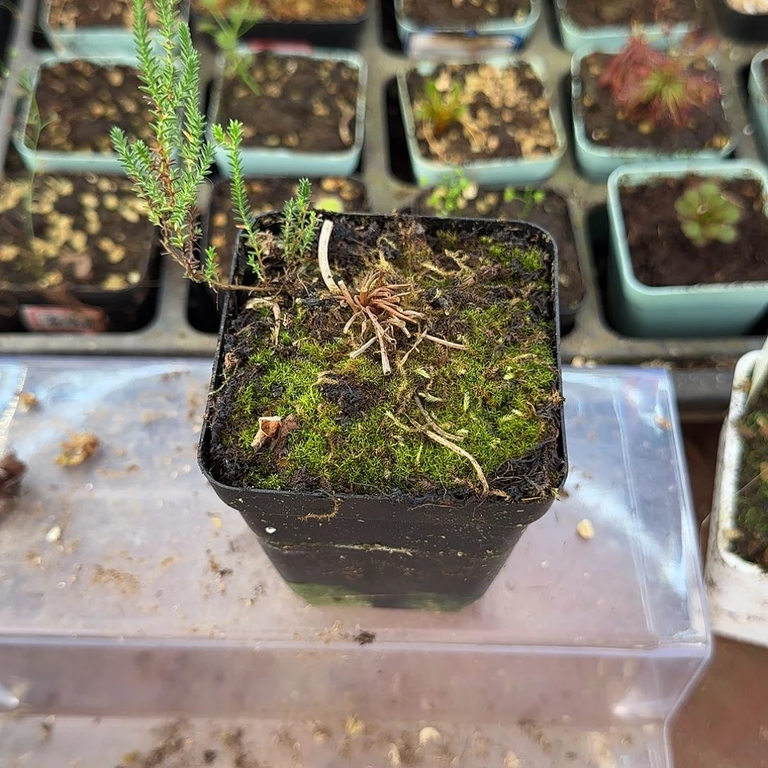 完全开放石松植物植物