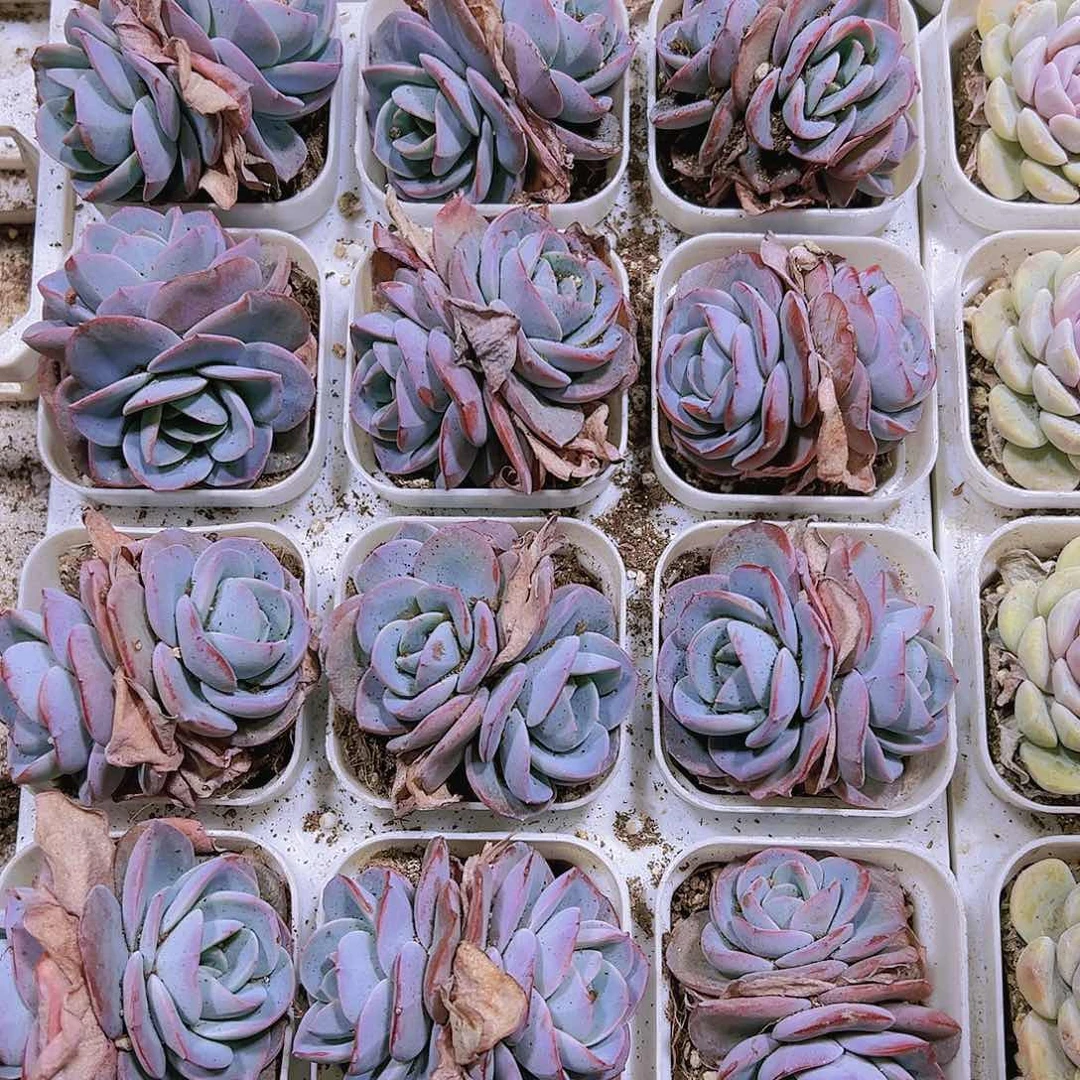 双头布鲁兰19包邮多肉