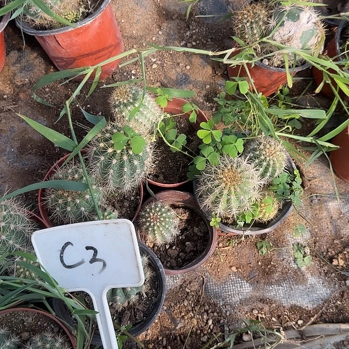 爱***糖C3毛花柱实生的的一组