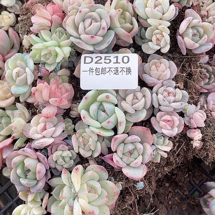 OTO多肉切糕优选dy2510