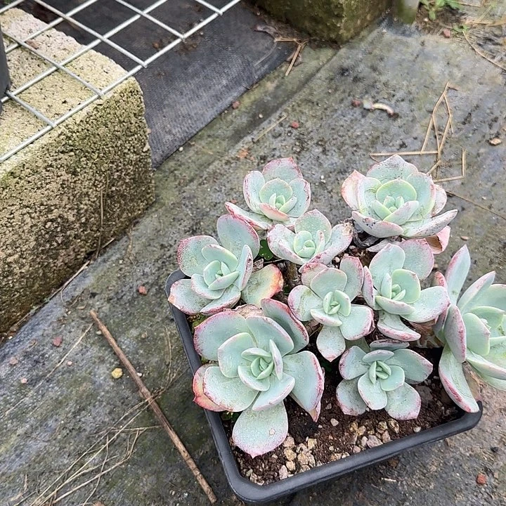 昊****1041白凤脱土发不退不换