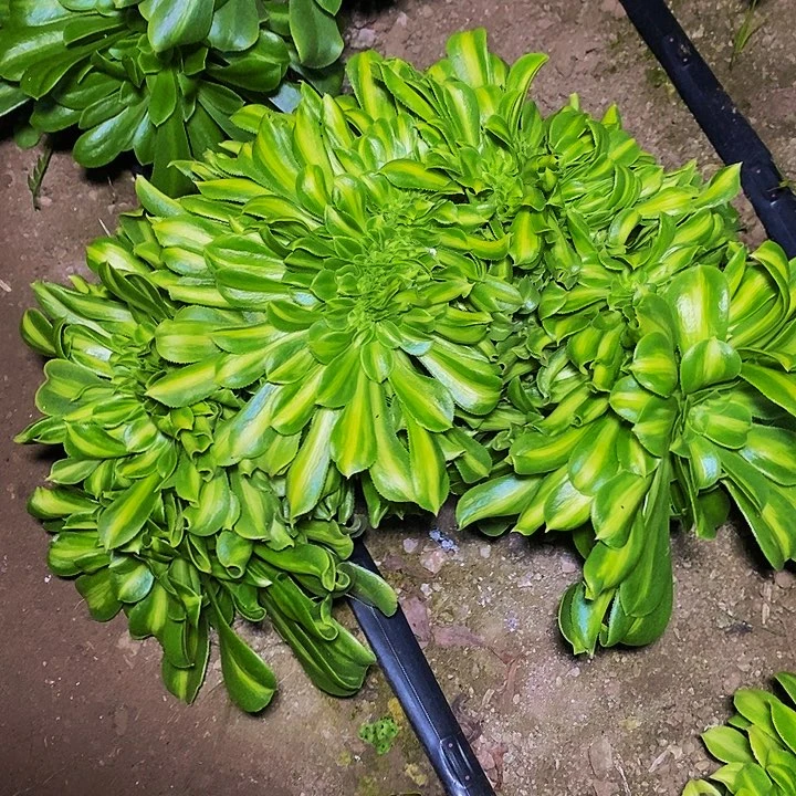 翡翠琉璃缀多肉植物