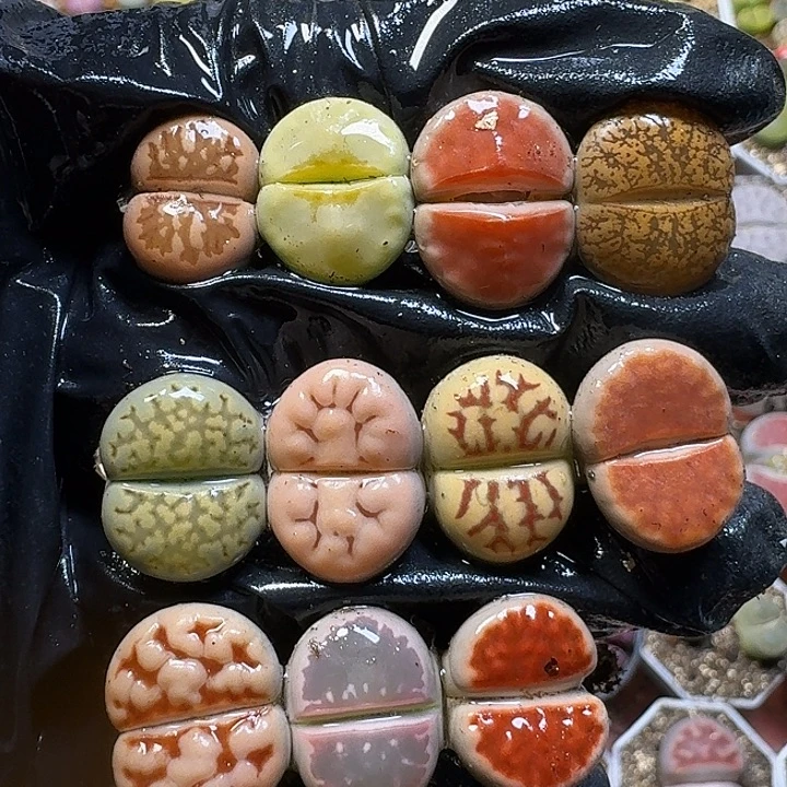 生石花11111。  210