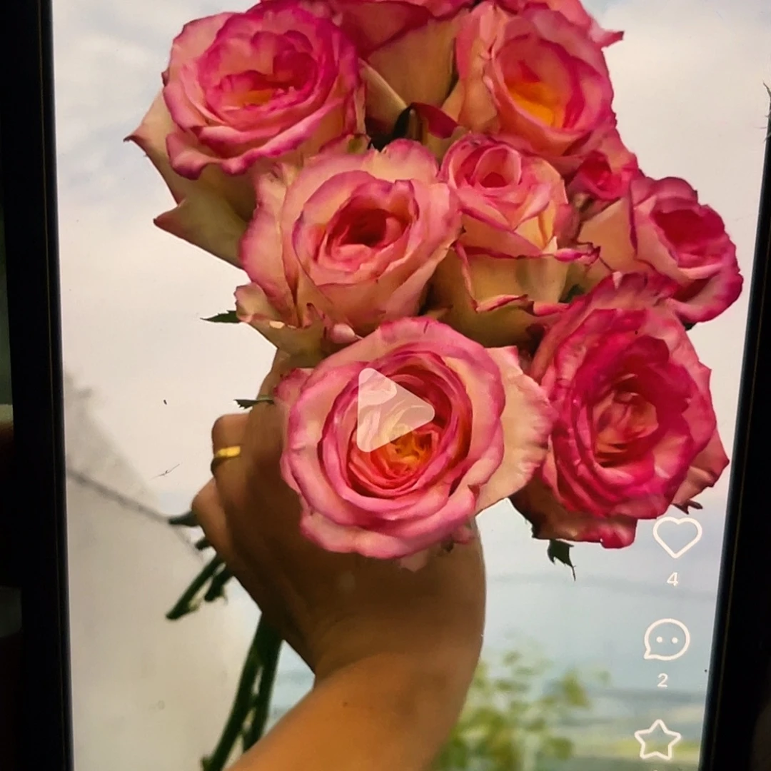 无花朵———九尾狐 大苗