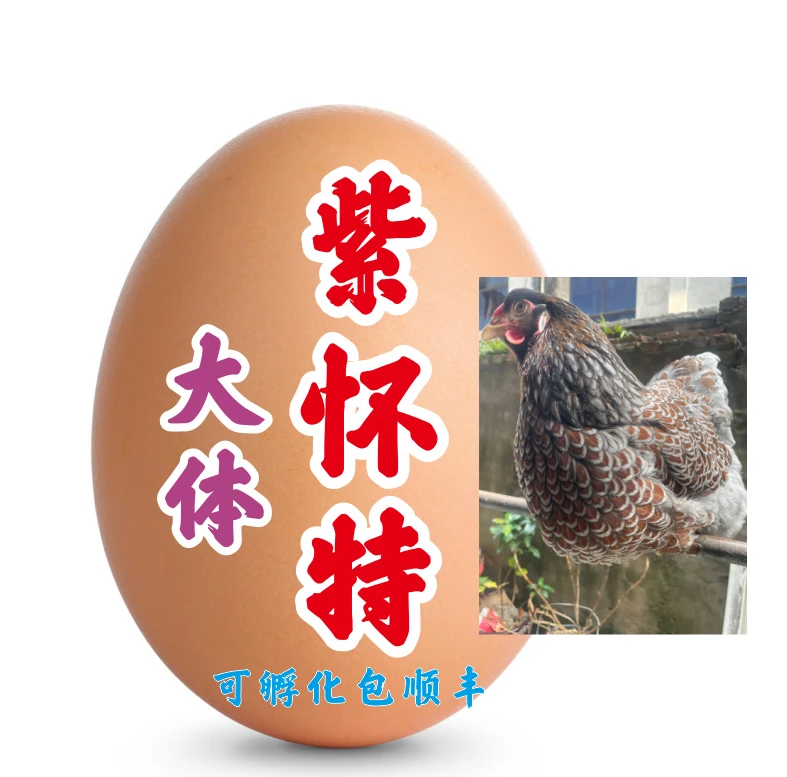 进口欧血基因紫怀特鱼鳞鸡蛋