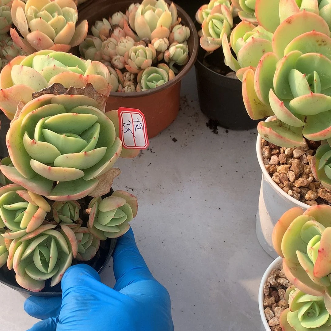 鸡蛋碧桃多肉两颗