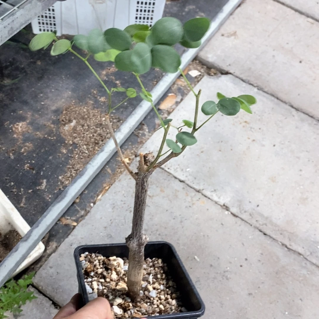 普米拉凤凰木多肉植物