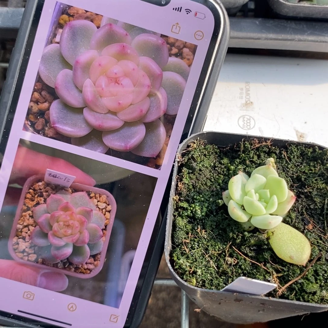 上盆t3苗子一个多肉