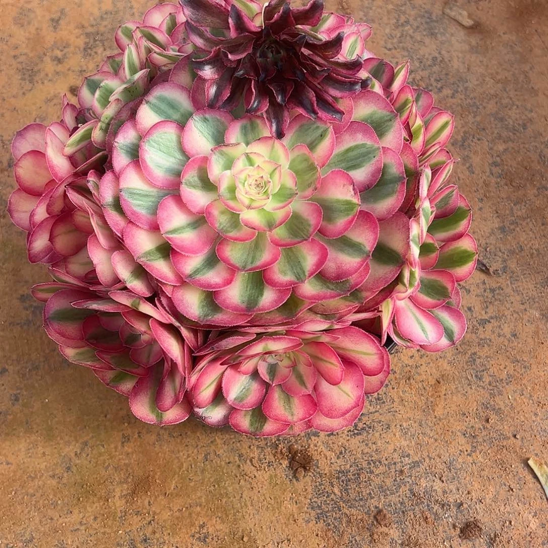 程***雪精品多肉植物荔枝