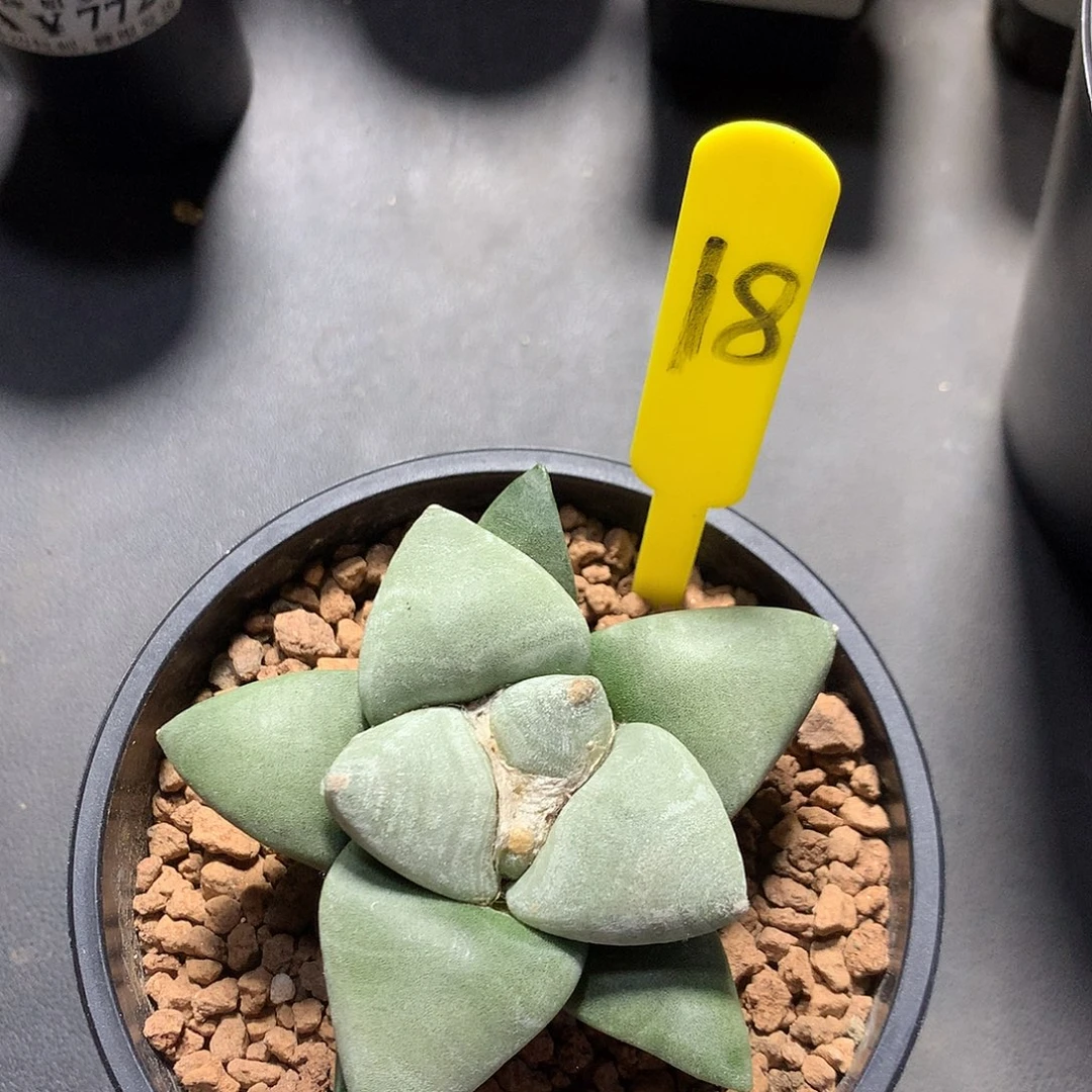 暮***暮778达摩青瓷 。
