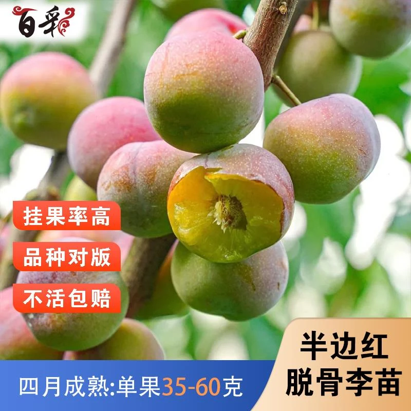 半边红李子树苗特大脱骨李嫁接高产晚熟青脆李苗脆红李子苗南北方