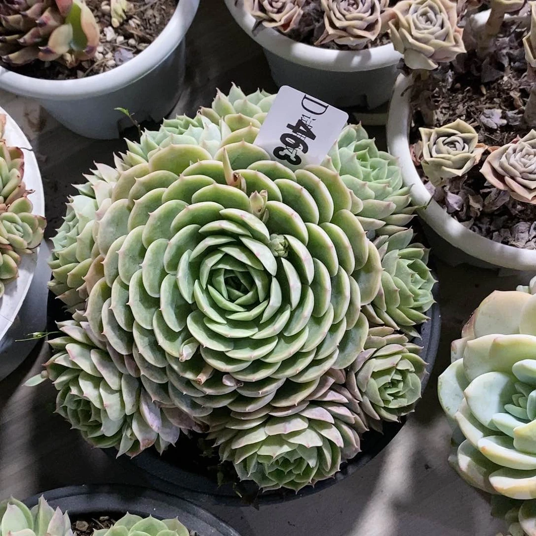 欧**苗463昂斯诺多肉植物