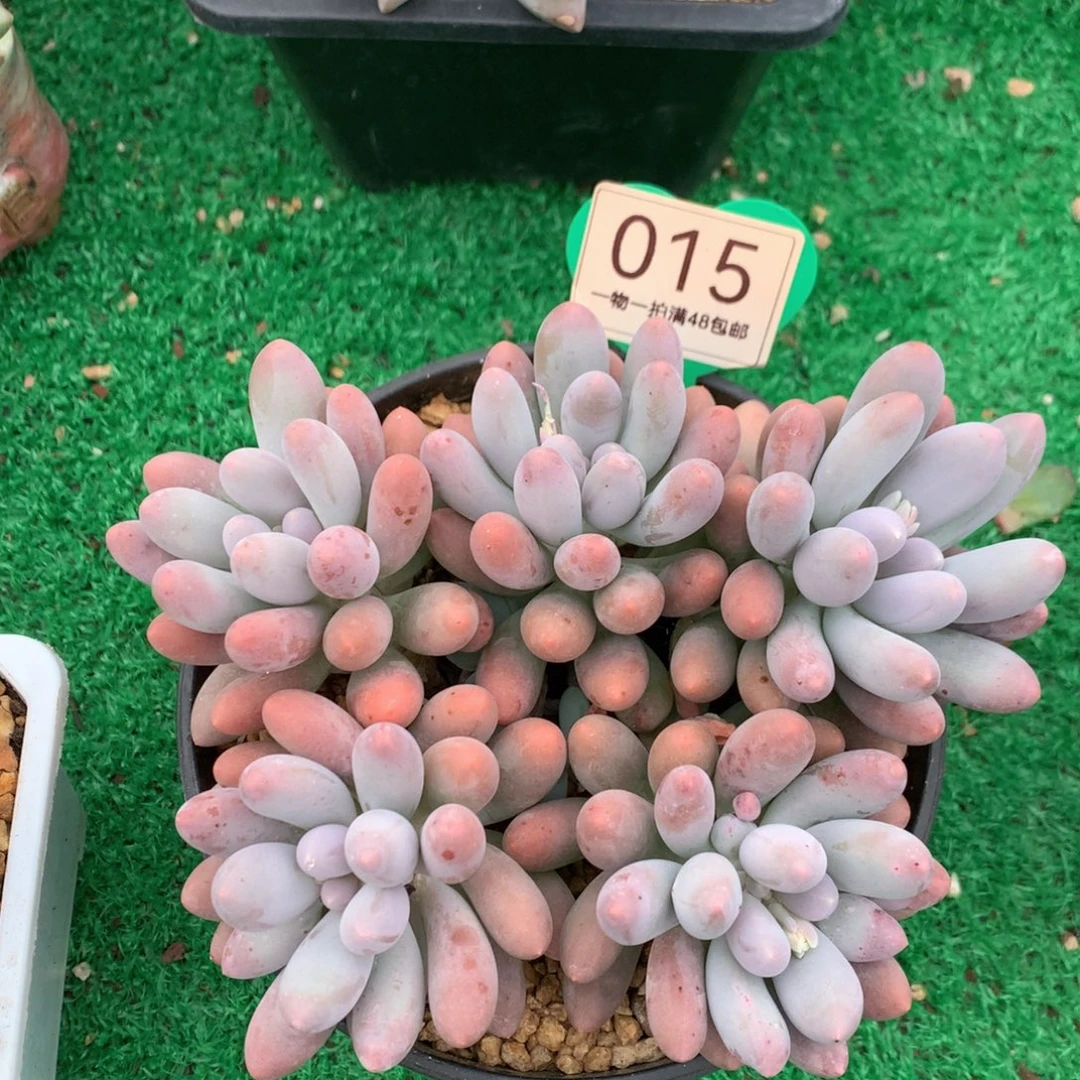 大叶汤圆无砍平头015
