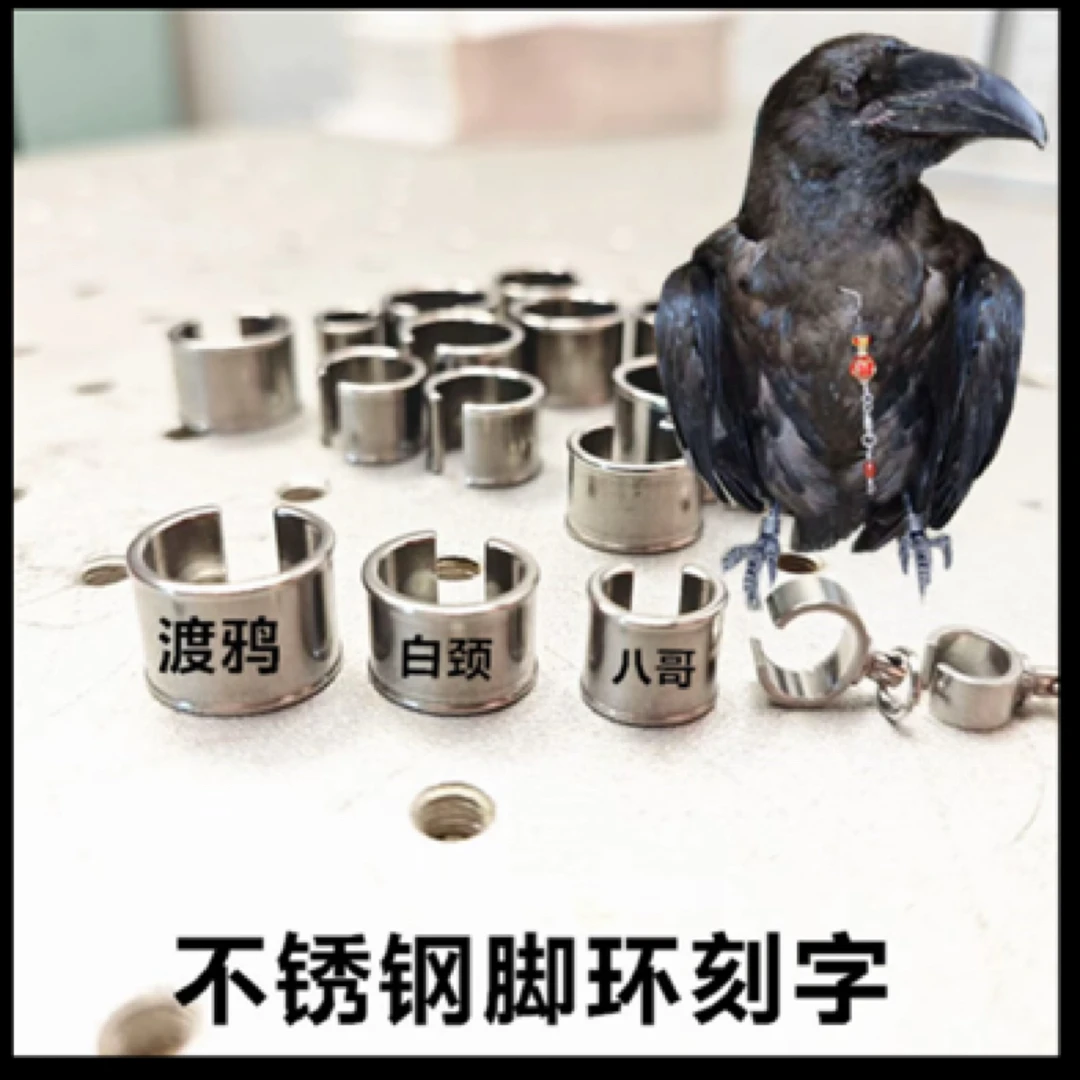 304不锈钢开口脚环定制刻字红嘴寒鸦喜鹊八哥白颈秃鼻大小嘴渡鸦