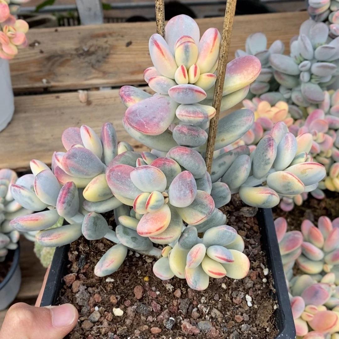 想**说福娘锦多肉植物