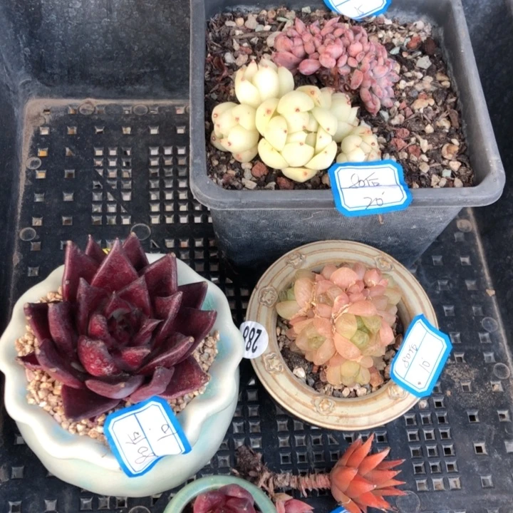 【闪购商品】8****?6不带盆