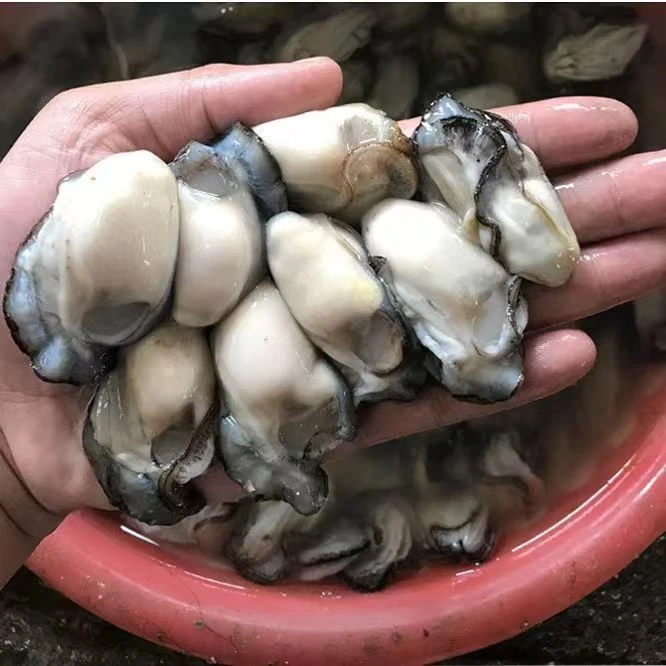 (3斤EMS包邮)新鲜无壳鲜冻生蚝肉海蛎子肉牡蛎肉鲜速冻发货保鲜好