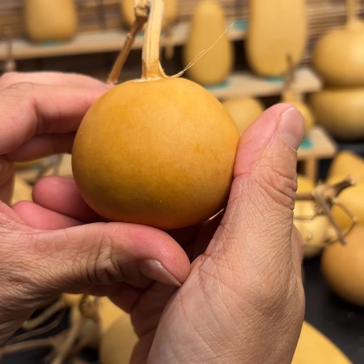 甜*脆葫芦娃娃葫芦娃娃娃娃娃娃