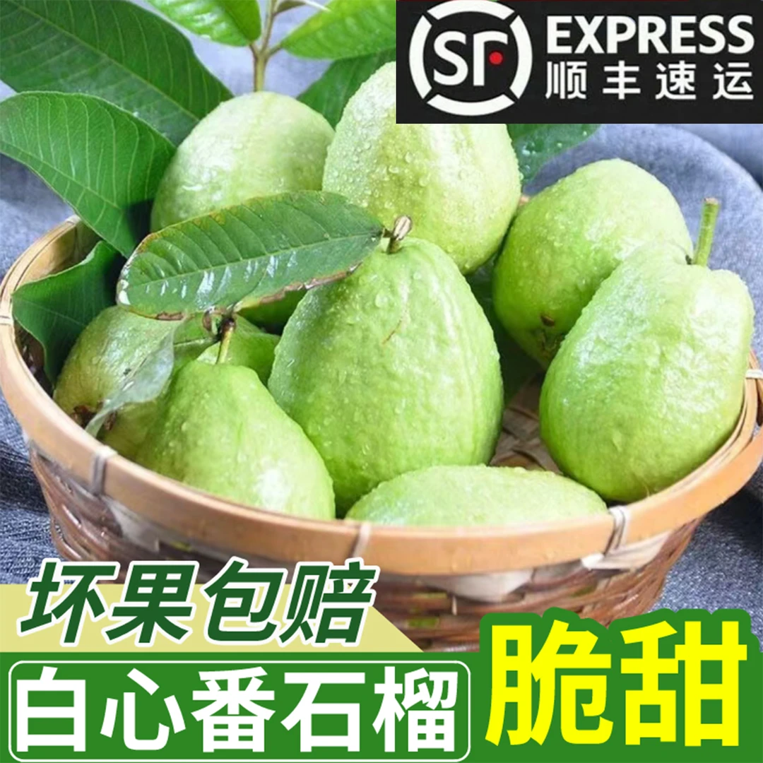 ［顺丰包邮］正宗珍珠芭乐番石榴 清甜爽脆 现摘现发白心番石榴