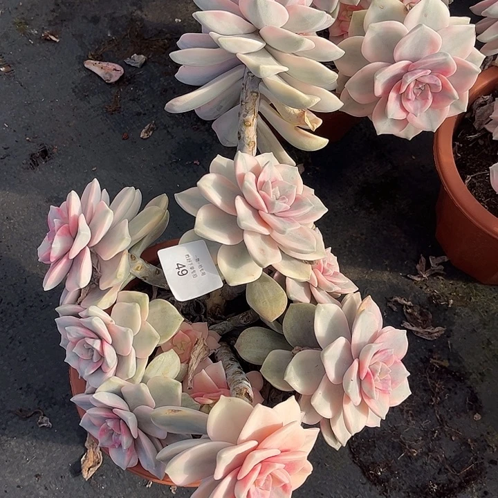 莲***6白皮复伦锦粉锦，一物一拍