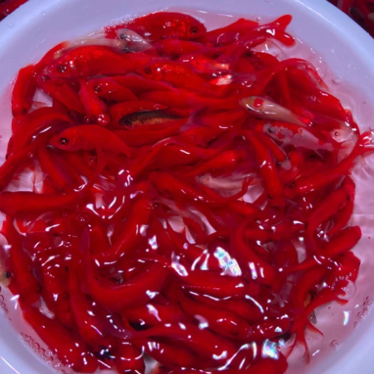 【渔场福利】火焰红多彩混色冷水观赏草金鱼 喜庆活泼 好养耐活包邮