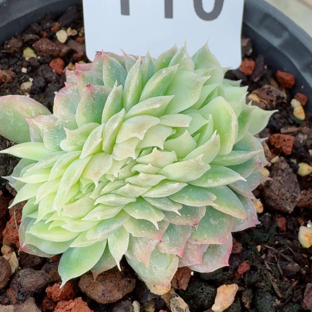 泡泡纱裙缀化      愿你一路坦途，乘风破浪展宏图