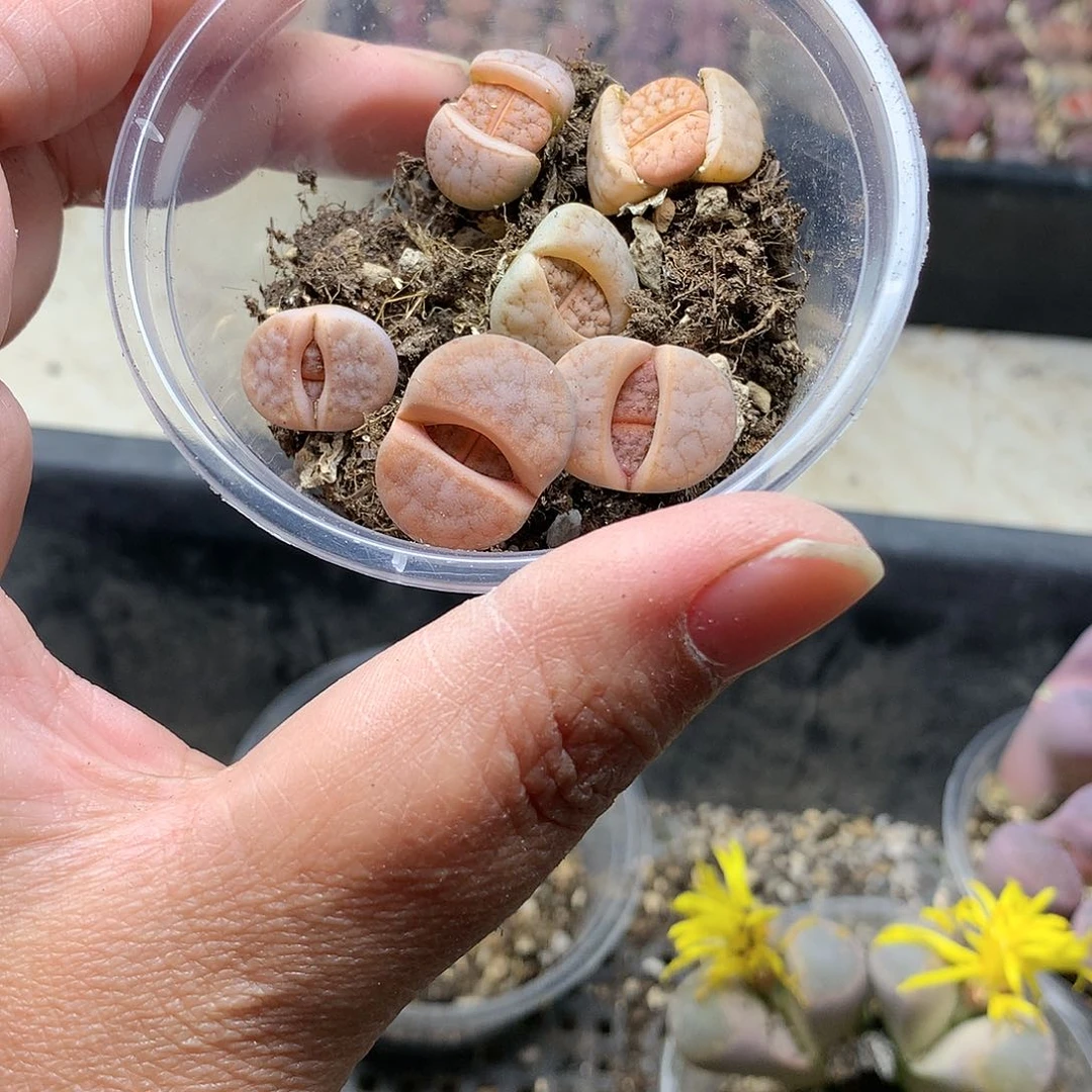 D70多肉植物保护