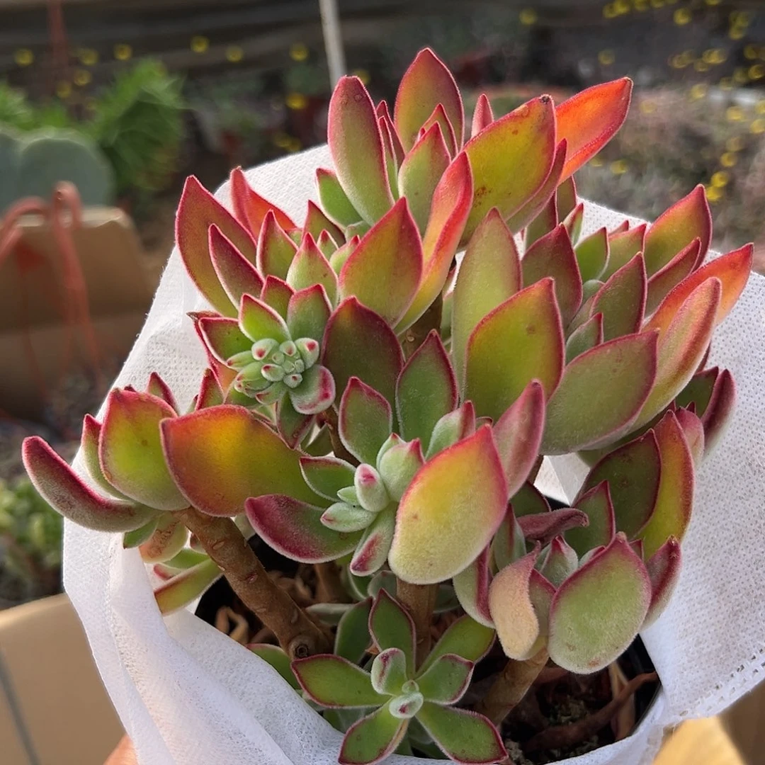 多肉植物红兔耳群